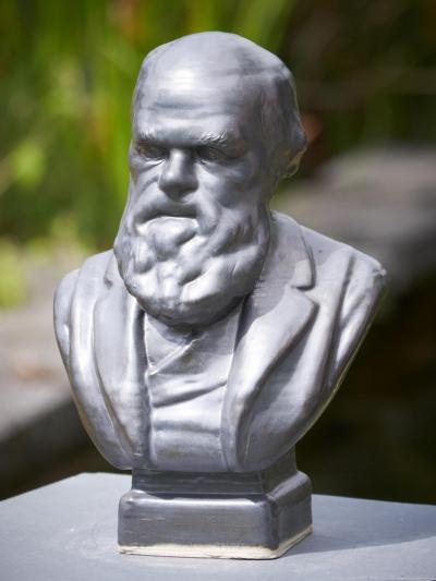 Charles Darwin buste